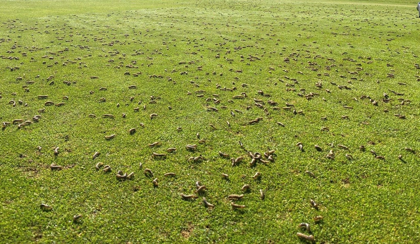 Leatherjackets on sale in lawn